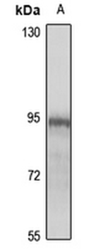 KIF6 Rabbit Polyclonal Antibody