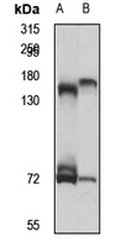 KIF17 Rabbit Polyclonal Antibody