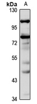 Kazrin Rabbit Polyclonal Antibody