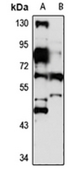 IRF-2BP1 Rabbit Polyclonal Antibody
