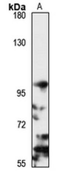 Importin-13 Rabbit Polyclonal Antibody