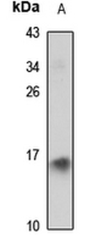 ID2 Rabbit Polyclonal Antibody