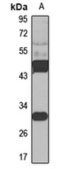 HYAL3 Rabbit Polyclonal Antibody