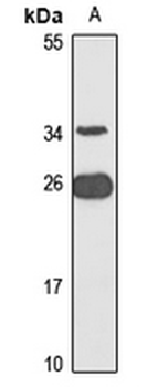 HVCN1 Rabbit Polyclonal Antibody