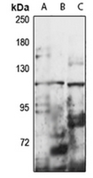 HERC5 Rabbit Polyclonal Antibody
