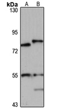GPR128 Rabbit Polyclonal Antibody
