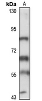 GABRE Rabbit Polyclonal Antibody