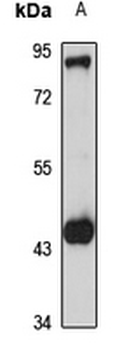CD307b Rabbit Polyclonal Antibody