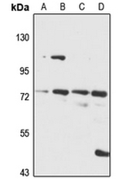 FCHSD1 Rabbit Polyclonal Antibody