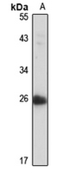 Swiprosin-1 Rabbit Polyclonal Antibody