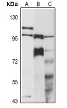 E2F7 Rabbit Polyclonal Antibody
