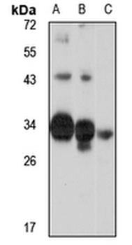 DUSP15 Rabbit Polyclonal Antibody