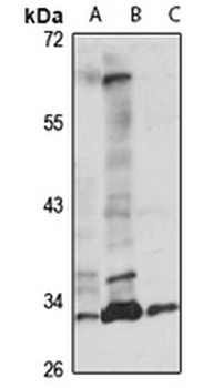 DPPA2 Rabbit Polyclonal Antibody