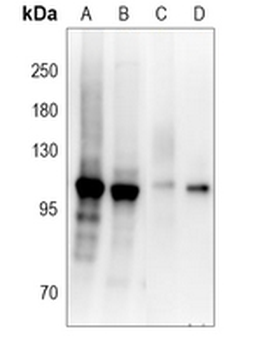 Collagen 9 alpha 1 Rabbit Polyclonal Antibody