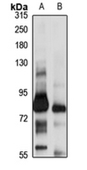 CLCA1 Rabbit Polyclonal Antibody