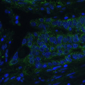 CLCA1 Rabbit Polyclonal Antibody