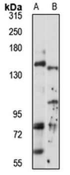 CIITA Rabbit Polyclonal Antibody