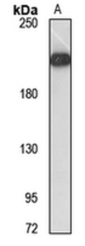 FLASH Rabbit Polyclonal Antibody