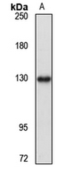 Caprin2 Rabbit Polyclonal Antibody