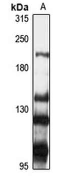 CAMSAP1L1 Rabbit Polyclonal Antibody