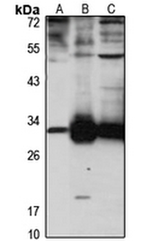 Carbonic Anhydrase 7 Rabbit Polyclonal Antibody