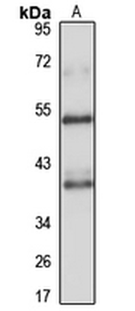 MYG1 Rabbit Polyclonal Antibody