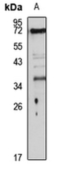 Gi24 Rabbit Polyclonal Antibody