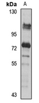 BARD1 Rabbit Polyclonal Antibody