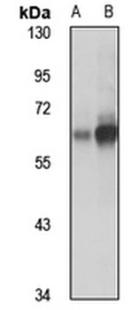 Atlastin-2 Rabbit Polyclonal Antibody