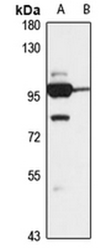 SGEF Rabbit Polyclonal Antibody