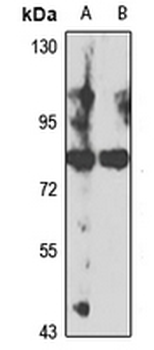 ADAMTSL1 Rabbit Polyclonal Antibody