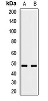 RNF135 Rabbit Polyclonal Antibody