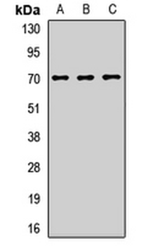 LINGO1 Rabbit Polyclonal Antibody