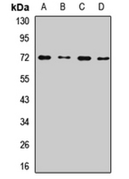 PLK3 Rabbit Polyclonal Antibody