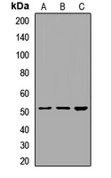 FAM20A Rabbit Polyclonal Antibody