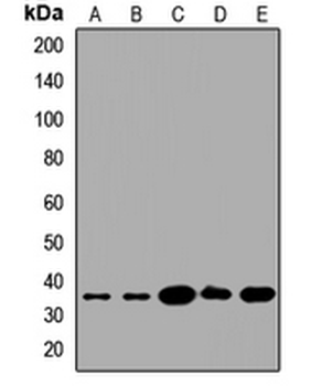 FKSG1 Rabbit Polyclonal Antibody
