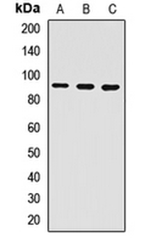 IWS1 Rabbit Polyclonal Antibody