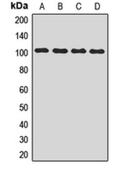 GLK Rabbit Polyclonal Antibody
