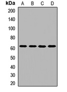 ZNF20 Rabbit Polyclonal Antibody