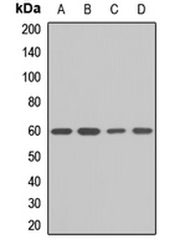 Karyopherin alpha-5 Rabbit Polyclonal Antibody