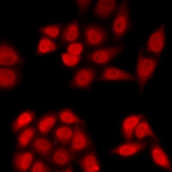 OGFR Rabbit Polyclonal Antibody