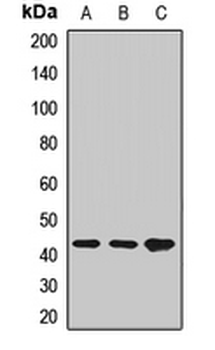 GITRL Rabbit Polyclonal Antibody