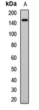 CDC25 Rabbit Polyclonal Antibody