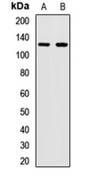 ANLN Rabbit Polyclonal Antibody