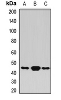 BLZF1 Rabbit Polyclonal Antibody