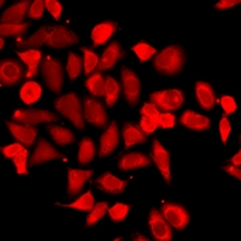 BLZF1 Rabbit Polyclonal Antibody