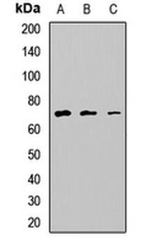 NSMF Rabbit Polyclonal Antibody
