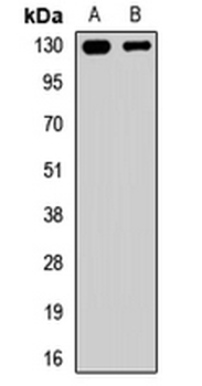 CACNA2D4 Rabbit Polyclonal Antibody