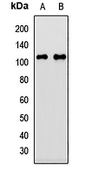 GRAP1 Rabbit Polyclonal Antibody