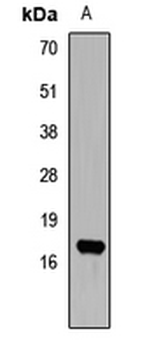 LYZL6 Rabbit Polyclonal Antibody